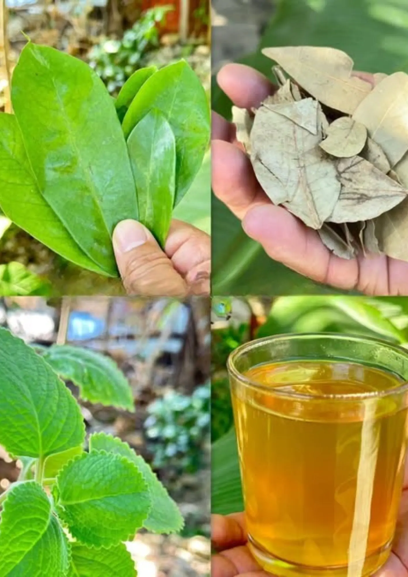 🌿 Natural Remedy to Eliminate Diabetes, High Blood Pressure, and Poor Circulation – No Expensive Medications Needed!