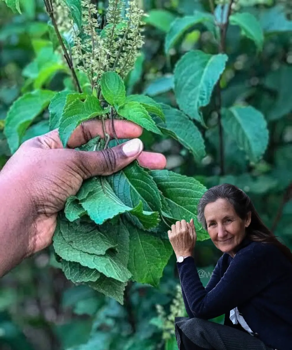 Hidden Uses of Scent Leaf You Probably Didn’t Know!