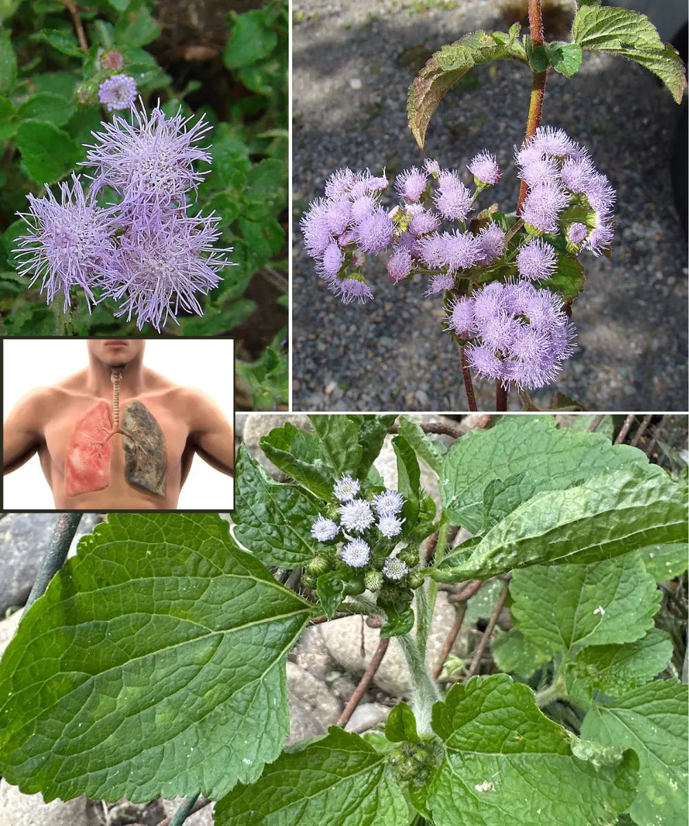 Ageratum conyzoides (Billygoat Weed): 15 Incredible Benefits and How to Use It