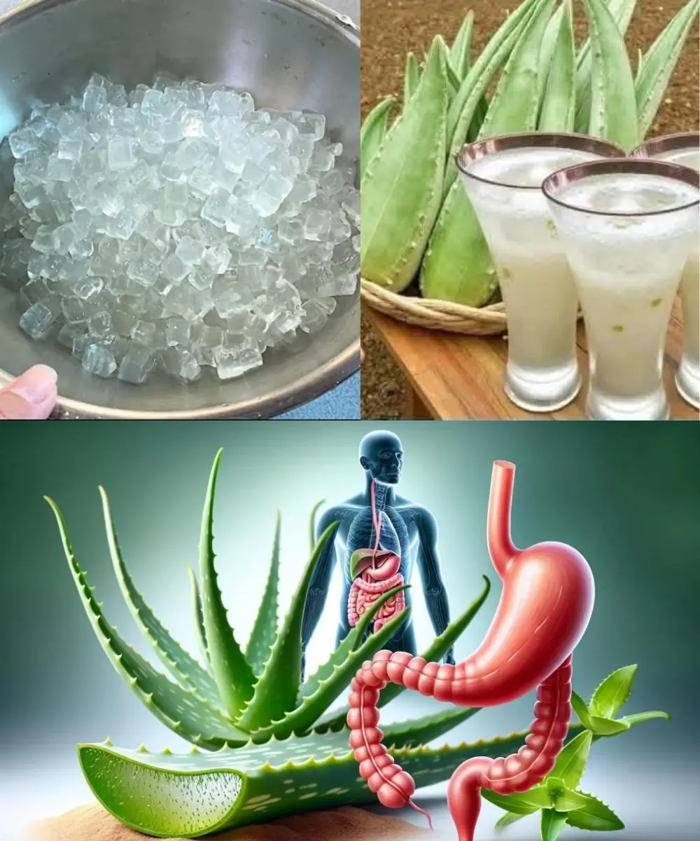 11 Reasons Why You Should Drink Aloe Vera Water Every Day