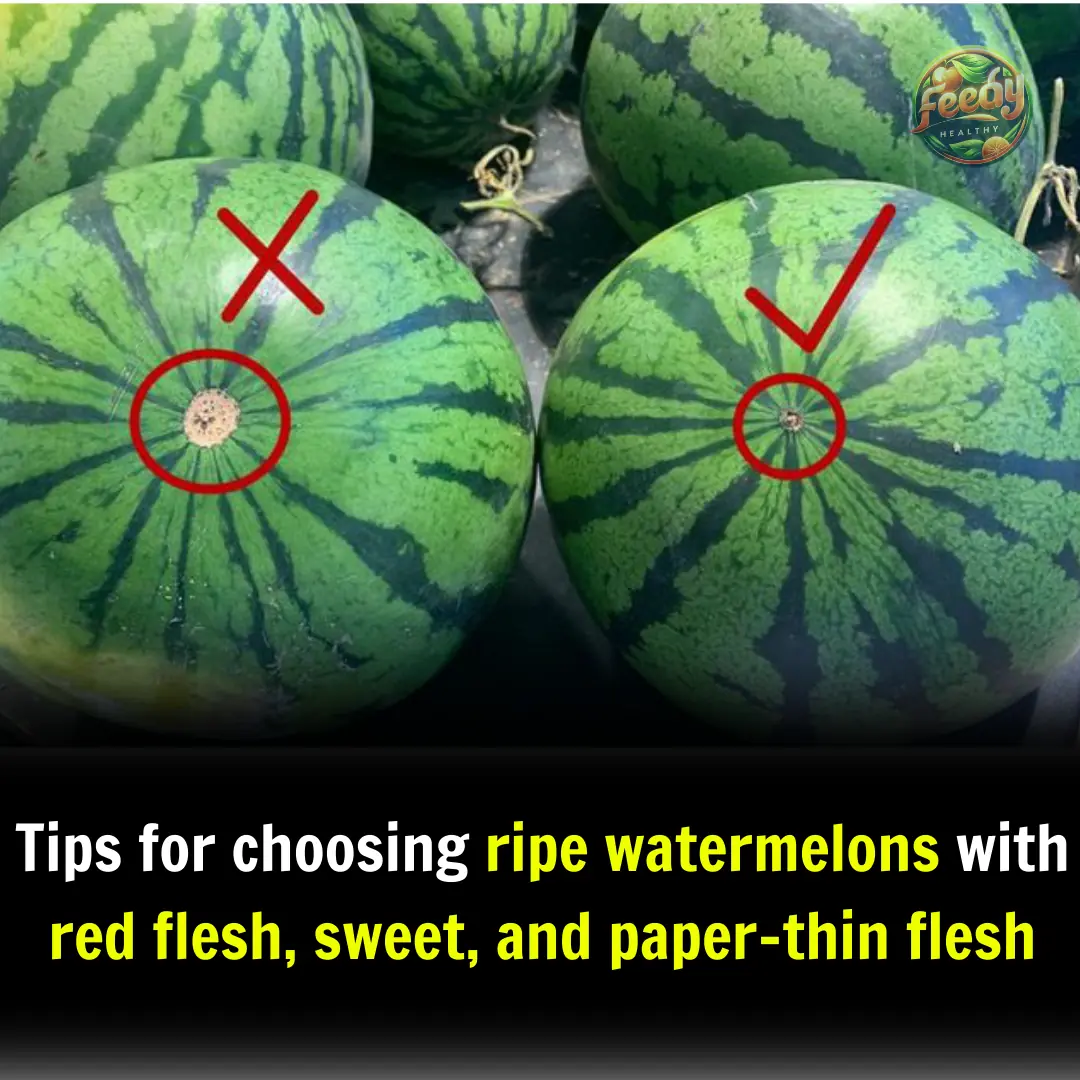 Tips for choosing ripe watermelons with red flesh, sweet, and paper-thin flesh