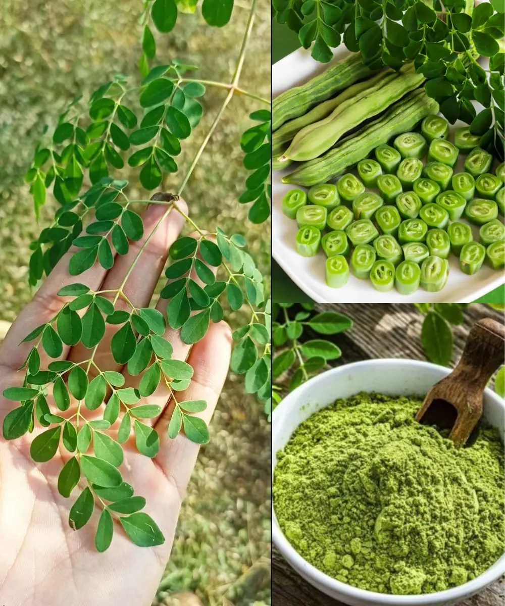 The Miracle Tree: Exploring the 10 Health Benefits of Moringa and How to Use It