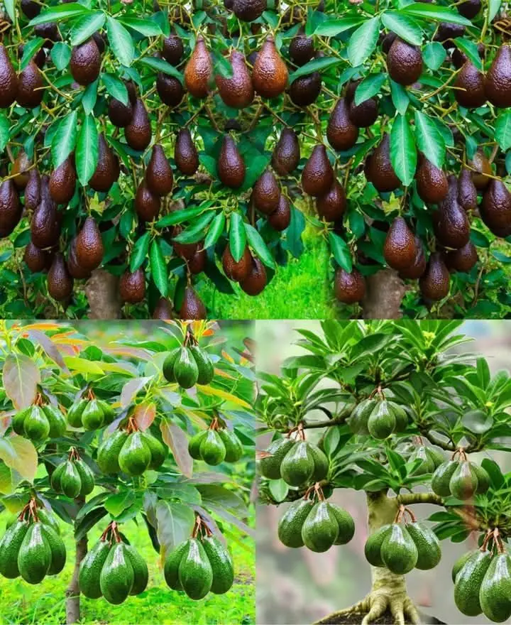 How to Grow Avocados at Home