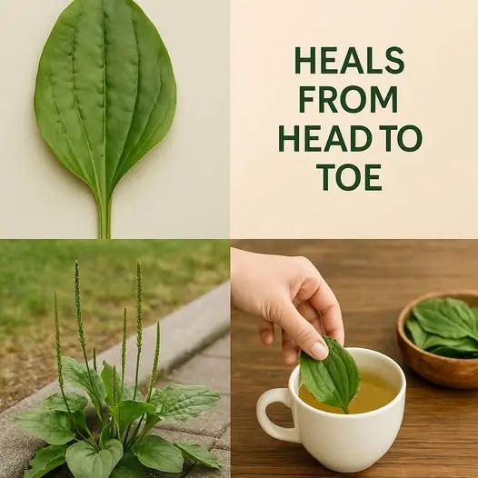 Discover the Healing Power of Plantain