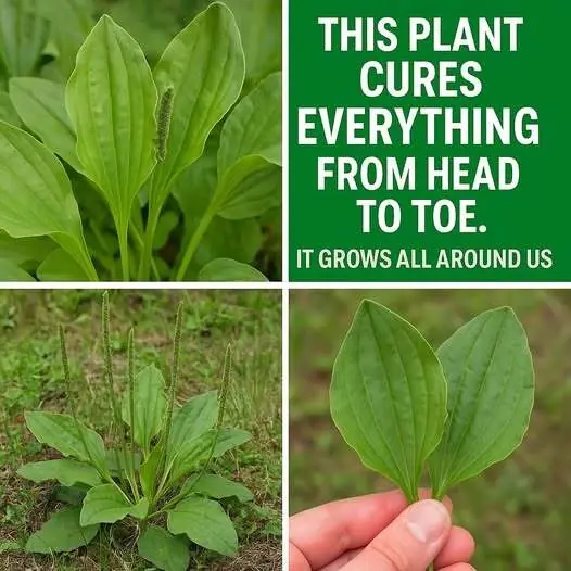 Introducing the Miracle Plant: Plantain