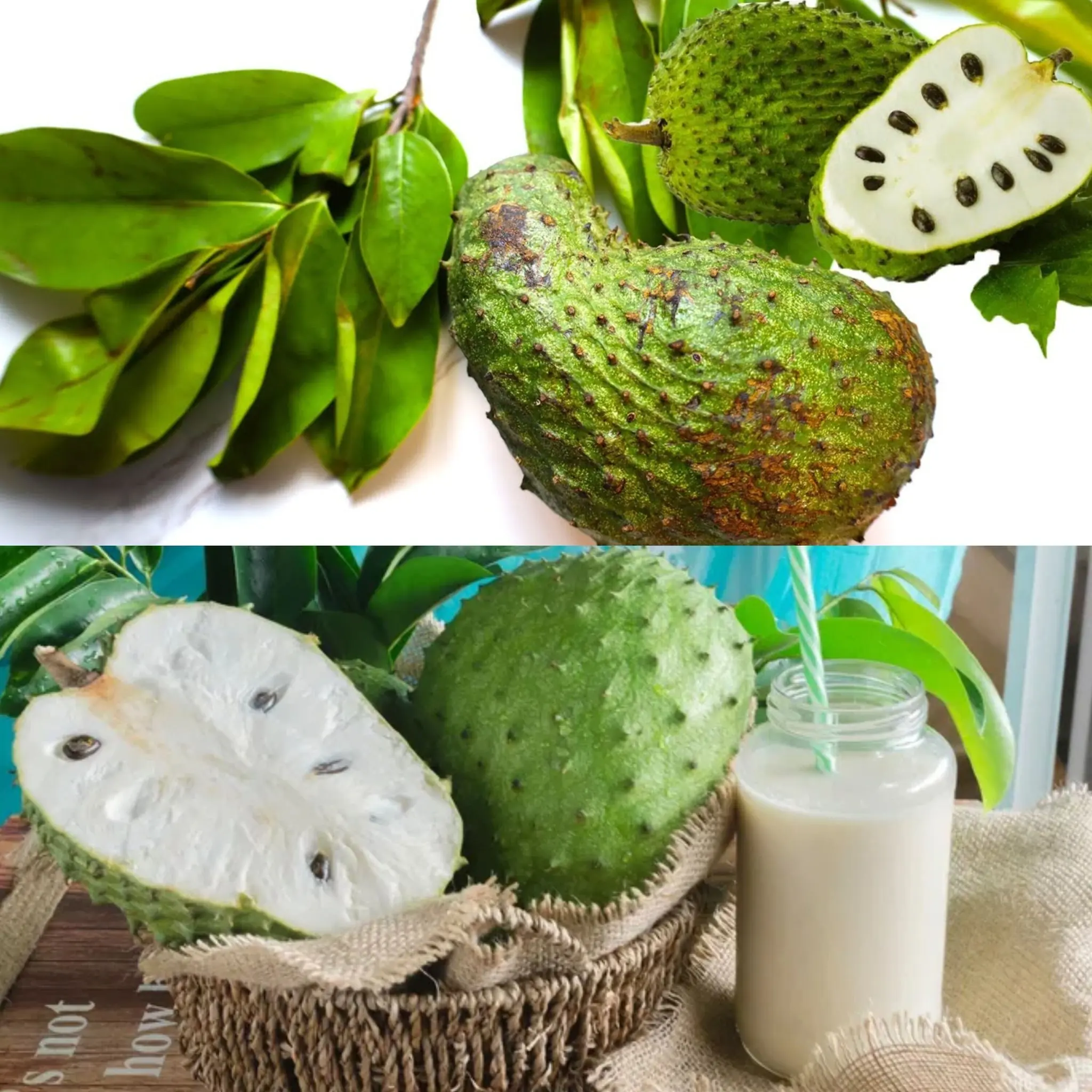 10 Health Benefits and Uses of Soursop Leaf & Fruit 🌿🍈 (Graviola)