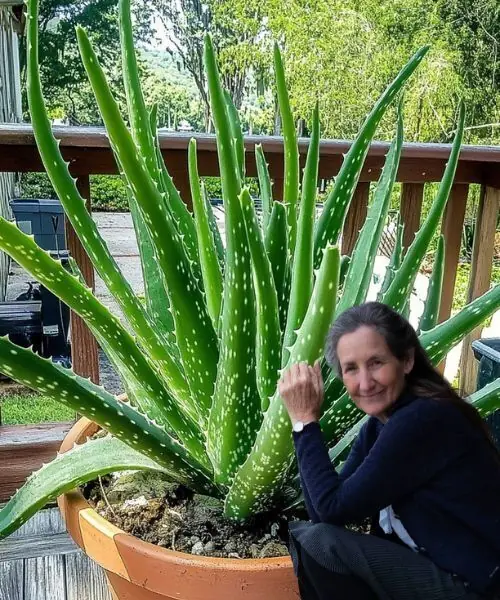 12 Amazing Ways Aloe Vera Can Boost Your Health and Well-being