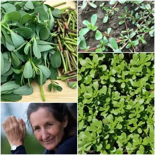 Delicious Purslane Recipe: A Simple and Healthy Dish