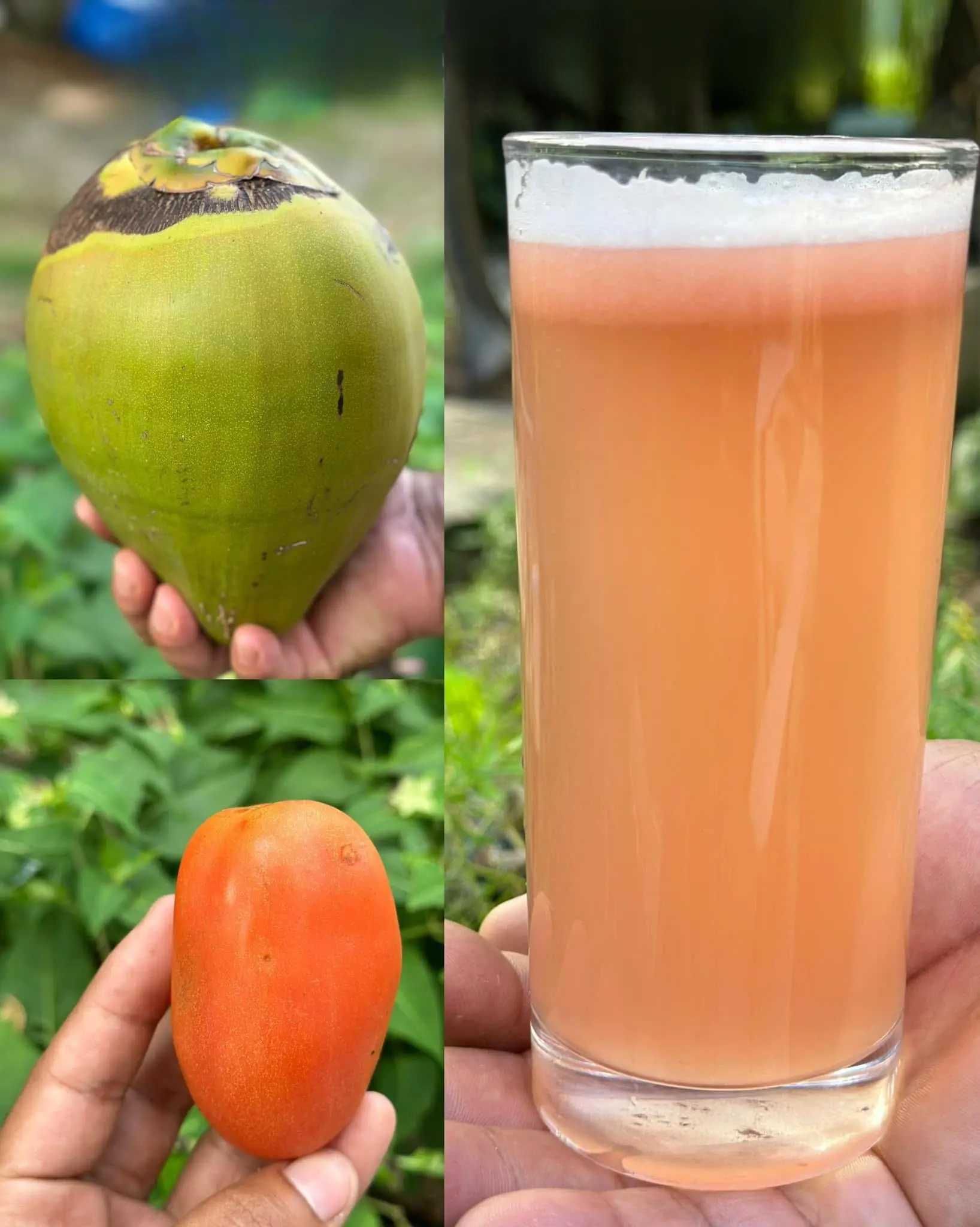 Eliminates Kidney Stones, Clears Urinary Tract Infections, and Reduces Prostate Inflammation.