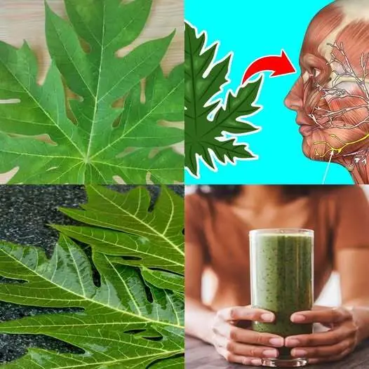 9 Benefits of Papaya Leaves & How To Process Them As Medicine