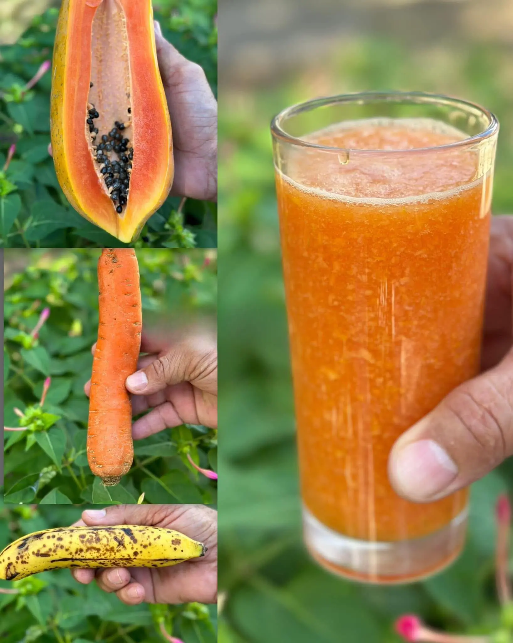Eliminate constipation, reduce bloating, improve bowel movements, and flush out all waste from the colon with this smoothie.