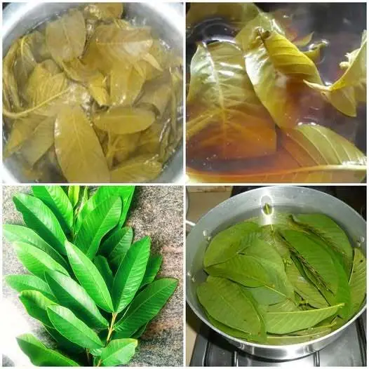 Guava Is an Incredible Fruit β But I Bet You Didnβt Know You Can Use the Leaves Too! π