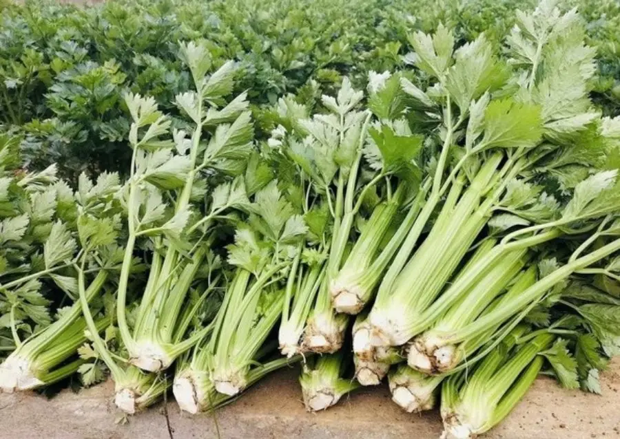 Healthy for many — but not for everyone. These 3 groups should think twice before eating celery