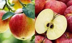 What Happens To Your Body When You Eat an Apple Every Day