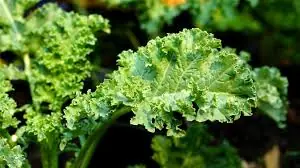 7 Days, 1 Superfood: What Happened When I Ate Kale Every Day