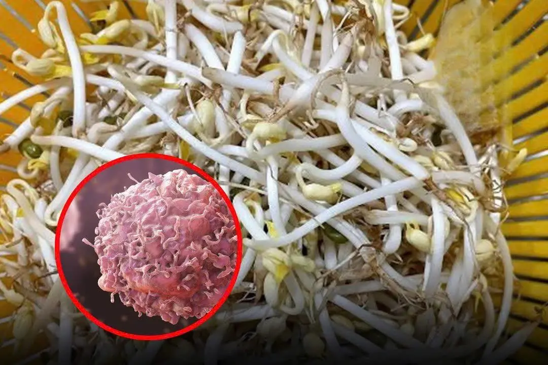 These “Healthy” Vegetables Could Actually Increase Canc:er Risk — Experts Warn to Avoid Them Now!