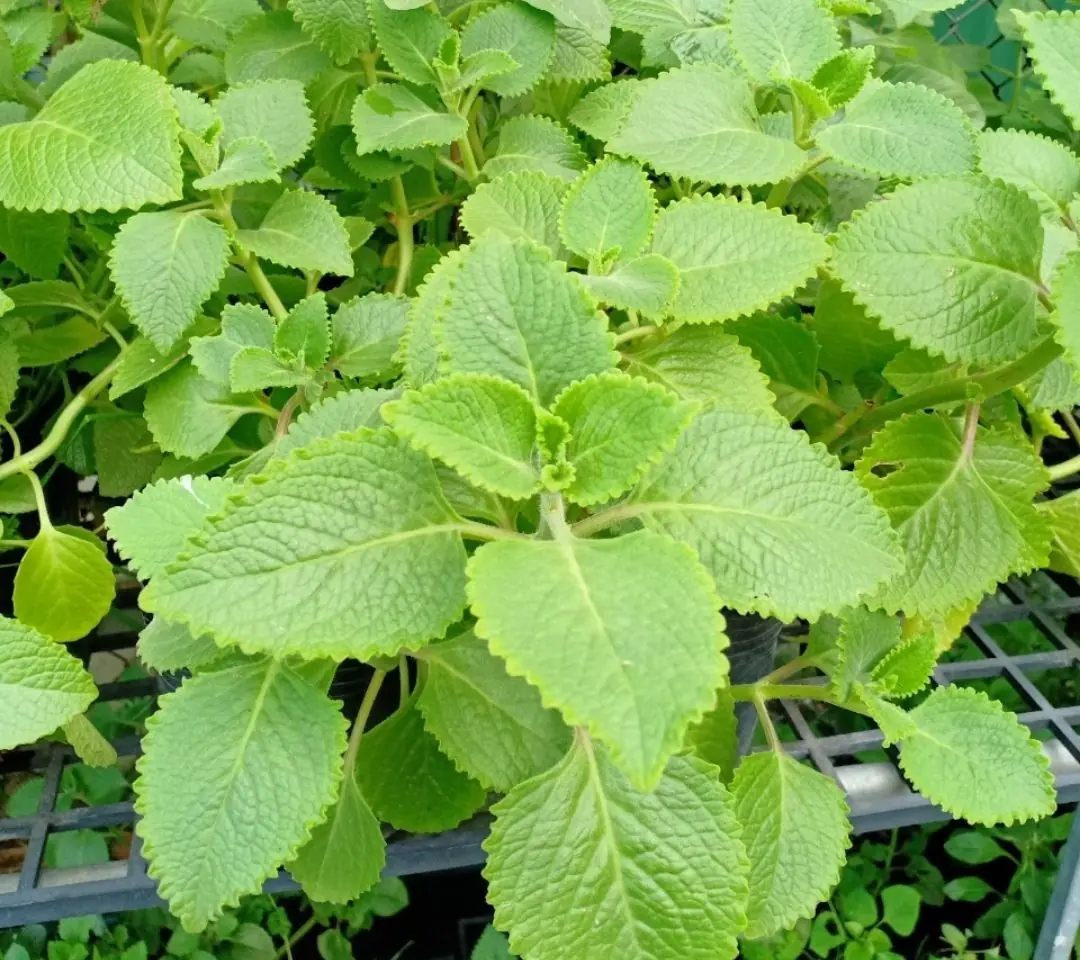 Just 1 oregano leaf per day and you won't suffer from any more.....