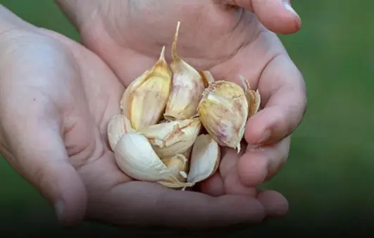He Ate One Raw Garlic Clove Every Morning for 6 Months — The Results Surprised Him