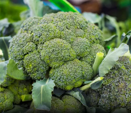 What Happens to Your Body When You Eat Broccoli Regularly