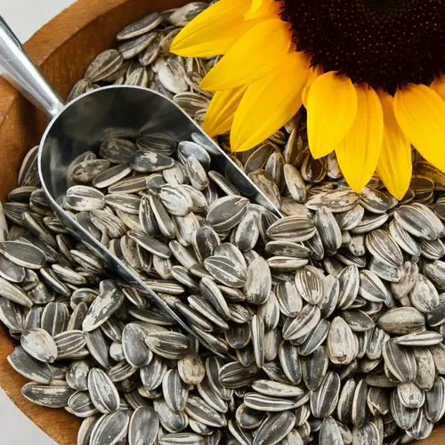 Can a person with a nut allergy eat sunflower seeds?