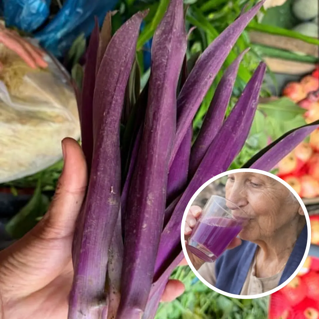 Purple Oyster Plant Leaves: Traditional Herbal Uses and Why Some People Include Them in Daily Wellness Drinks