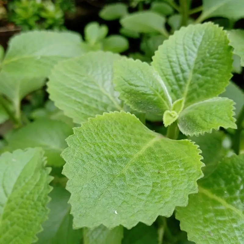 How Oregano May Support Health, According to Science