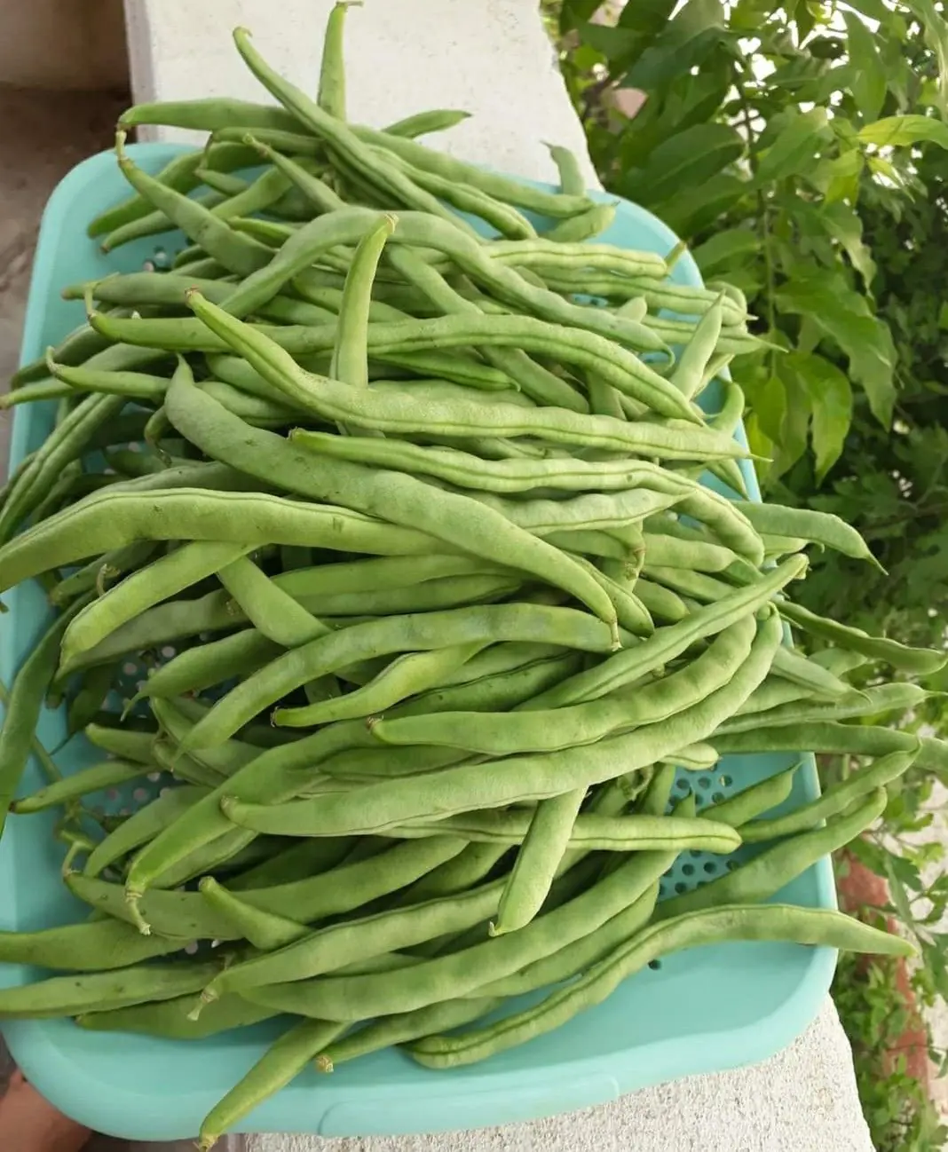 Yardlong Beans: A Cooling Vegetable Rich in Calcium With Surprising Health Benefits
