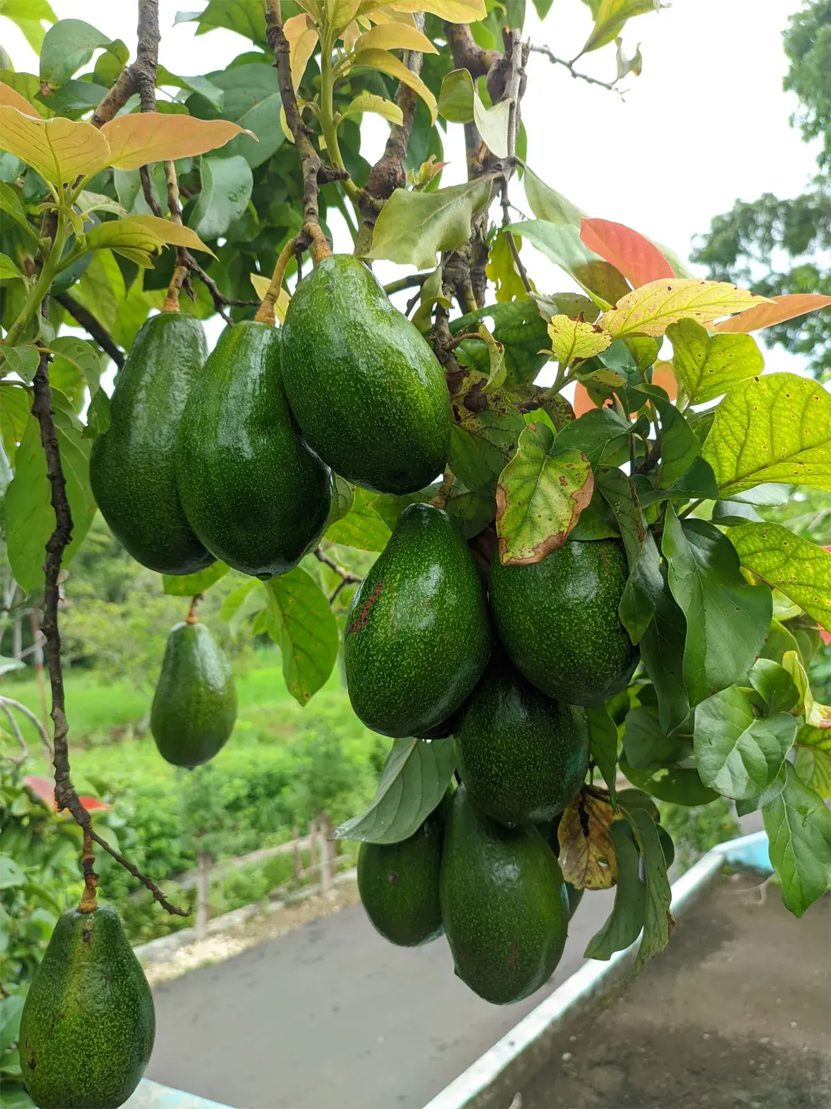 Why Avocados Are So Good for You: 14 Incredible Health Benefits