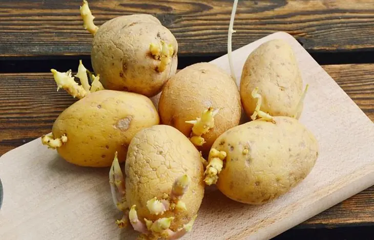 Sprouted Potatoes: When Are They Dangerous and Should You Throw Them Away?