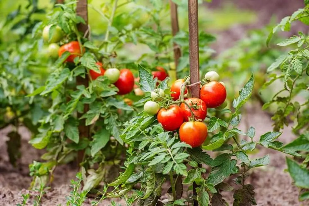 Tomatoes: Powerful Health Benefits, Hidden Risks & What Happens When You Eat Them Regularly