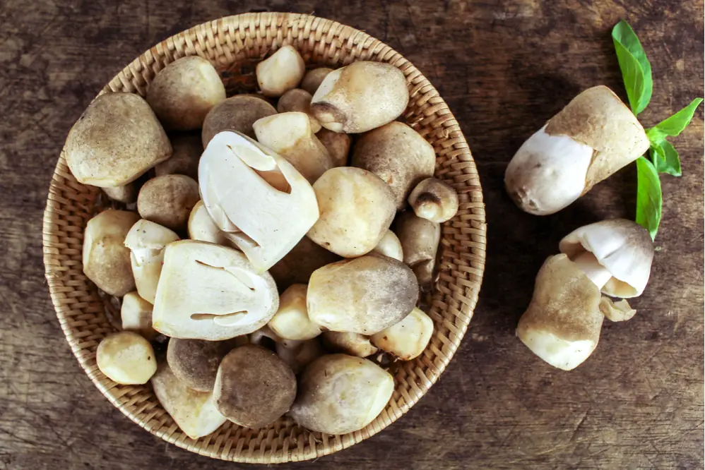 Straw Mushrooms: A Surprisingly Nutritious Food with Benefits Most People Overlook