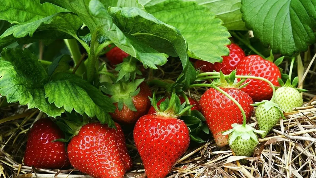 Strawberries: The Sweet Berry Packed with Antioxidants, Skin Benefits & Surprising Health Effects