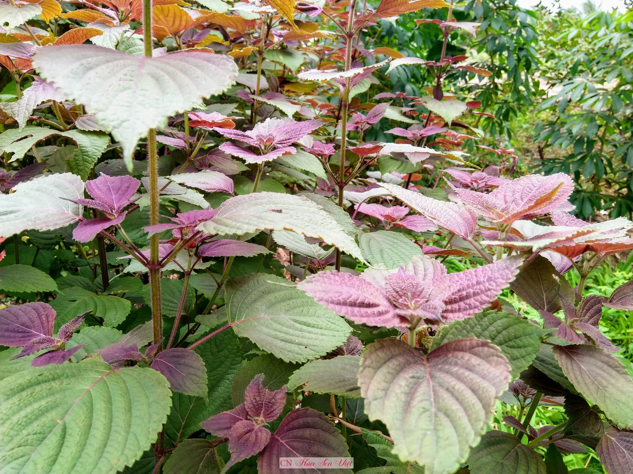 Perilla Leaves : The Aromatic Herb That May Support Immunity, Digestion & Respiratory Health