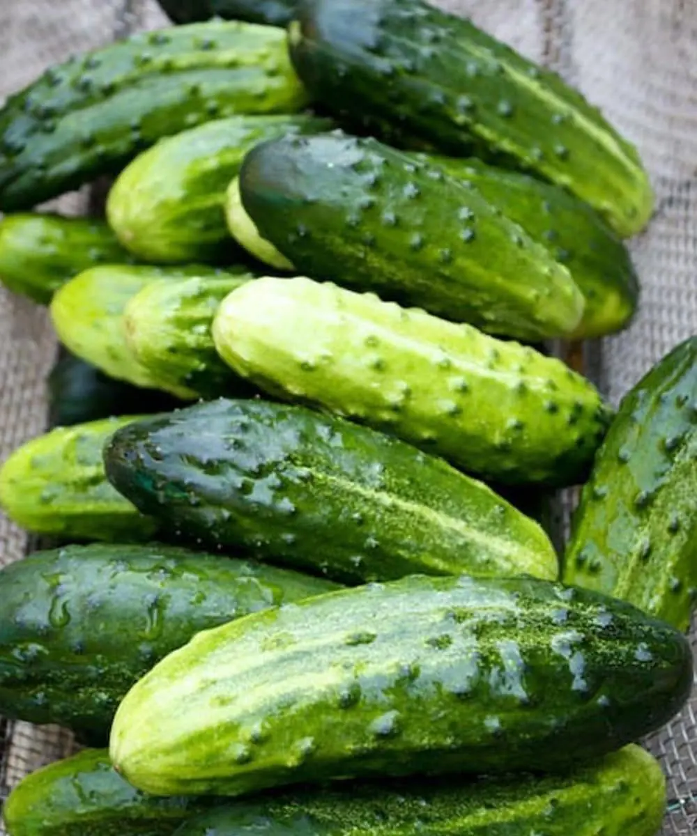 Doctors reveal that eating cucumber in salads causes... See more